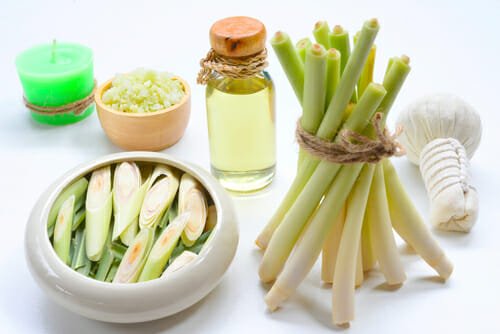 Lemongrass  o Citronella, quando un fiore rientra tra i prodotti per la Ristorazione