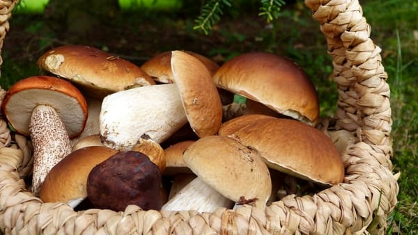 Alla scoperta dello storytelling del food dei funghi tra porcini, champignon, tartufi